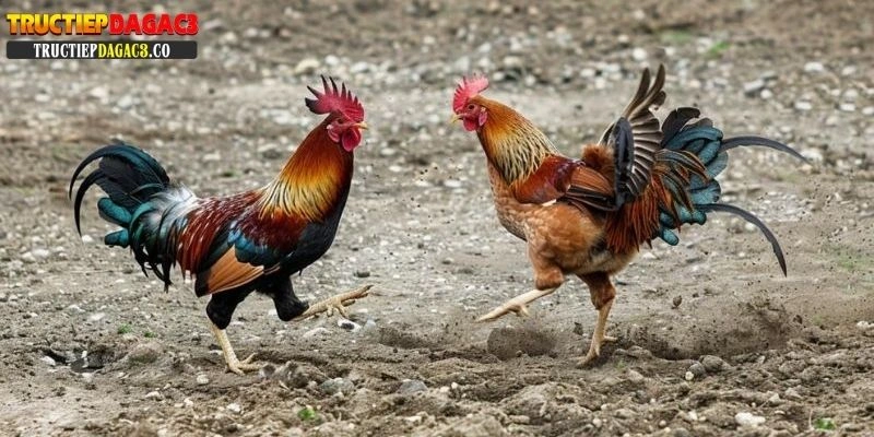 Đá gà cựa sắt