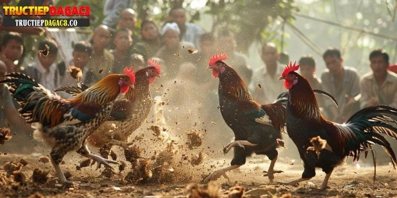Đá gà cựa sắt